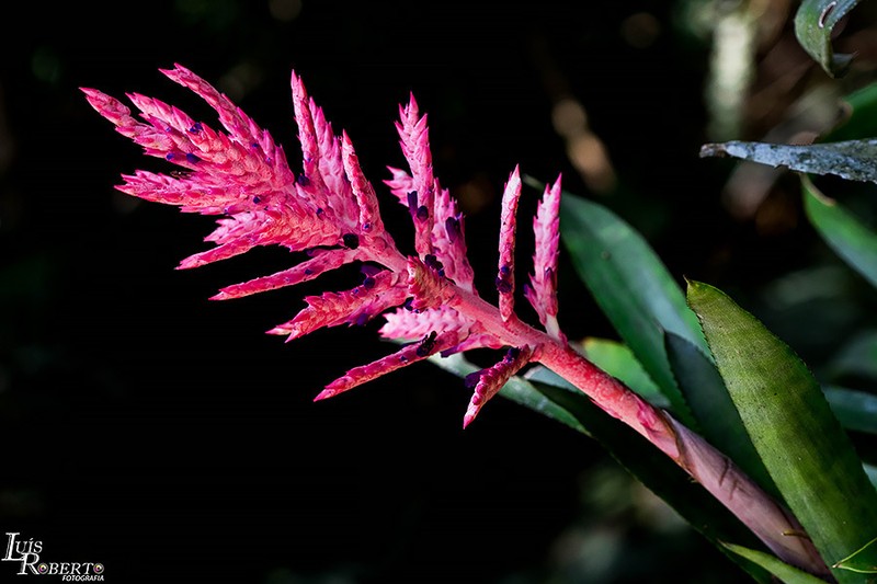 Aechmea distichantha photo 4