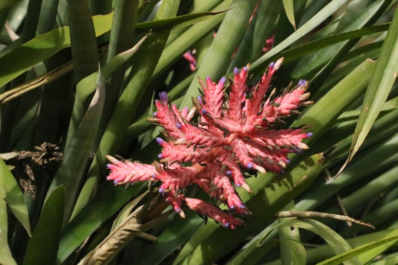 Aechmea distichantha photo 5