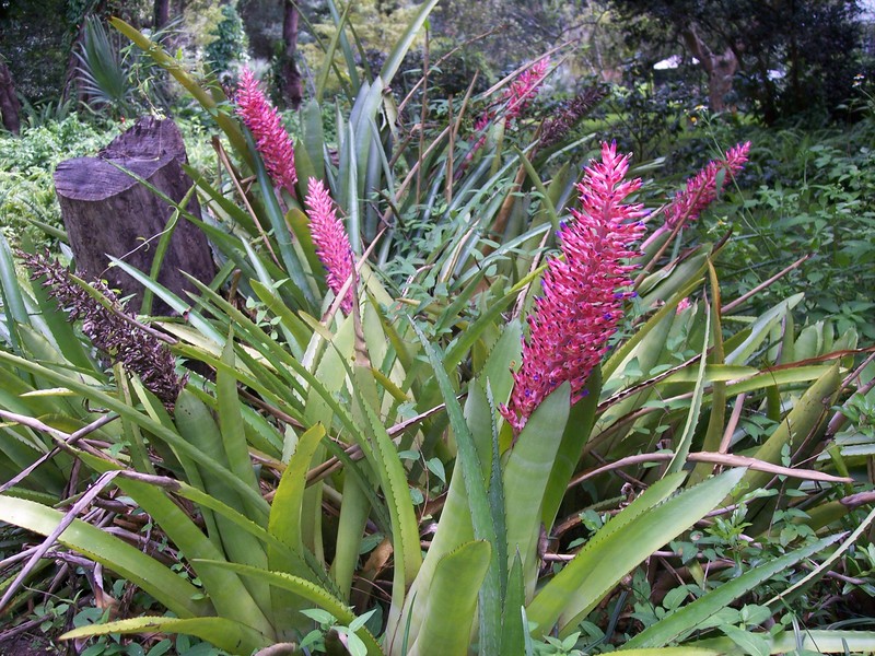 Aechmea distichantha photo 6