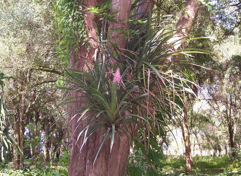 Aechmea distichantha photo 7