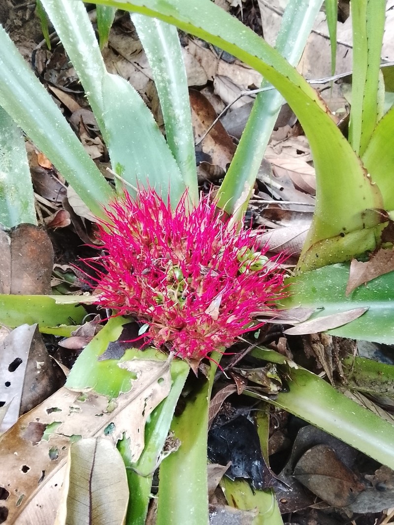 Aechmea echinata photo 2