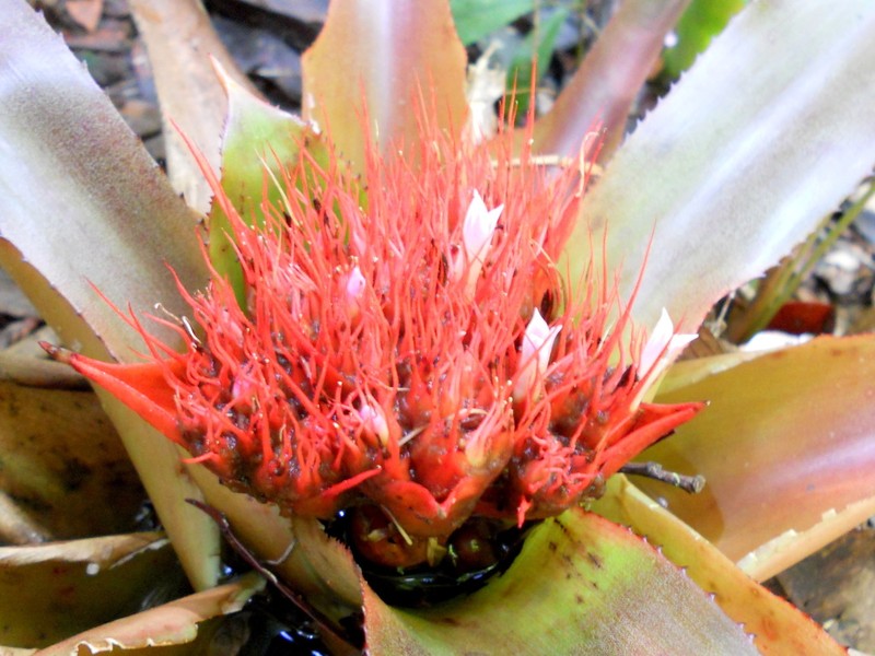 Aechmea echinata photo 3