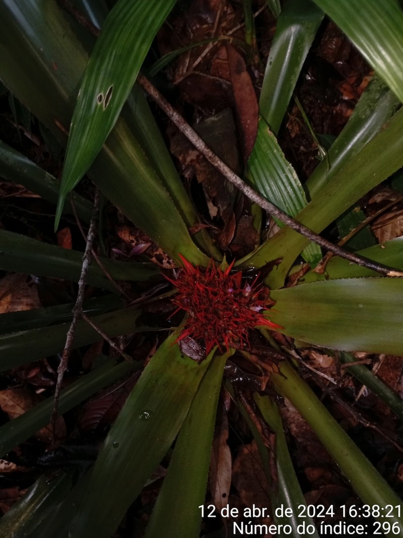 Aechmea echinata photo 4