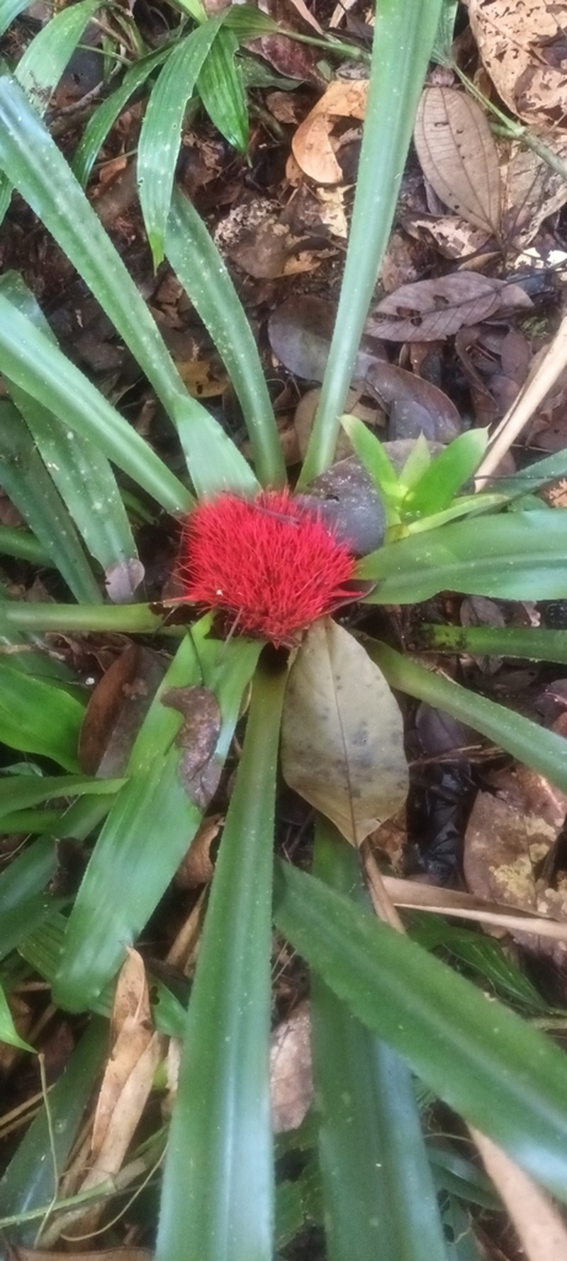 Aechmea echinata photo 5