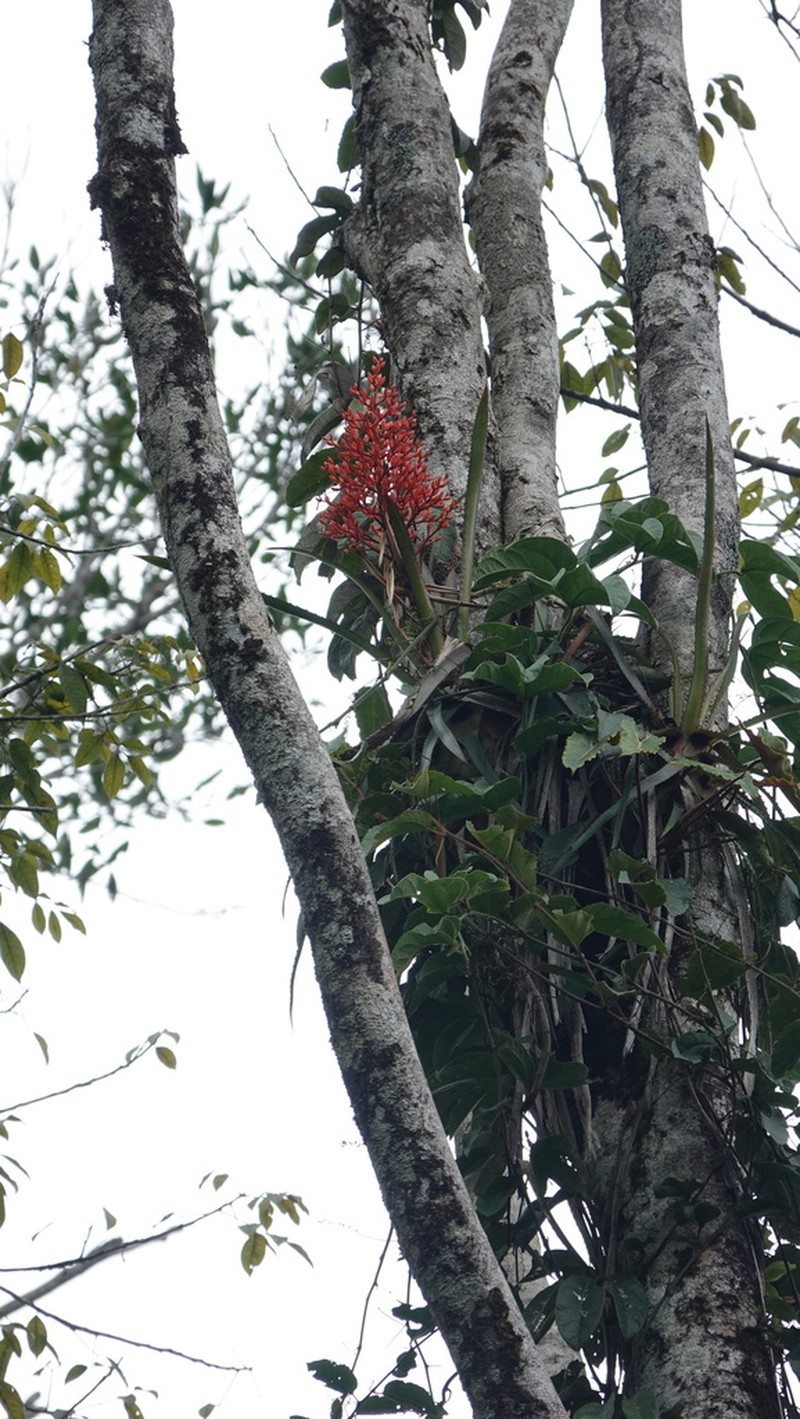 Aechmea egleriana photo 3