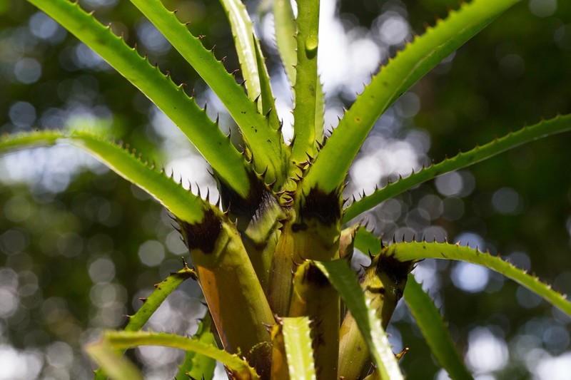 Aechmea egleriana photo 6