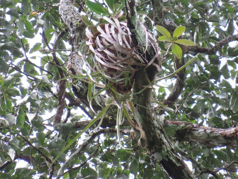 Aechmea egleriana photo 7