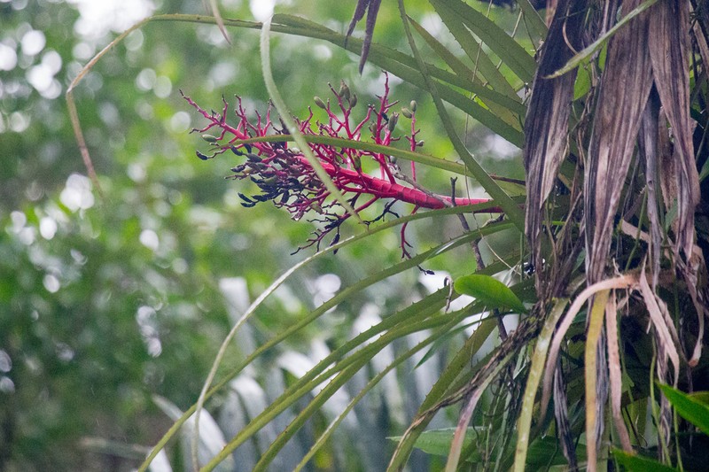 Aechmea egleriana photo 8
