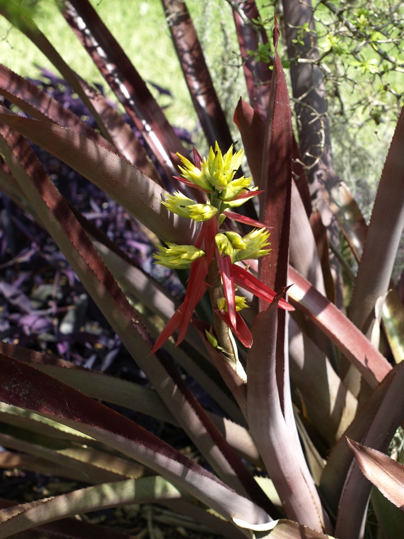 Aechmea emmerichiae