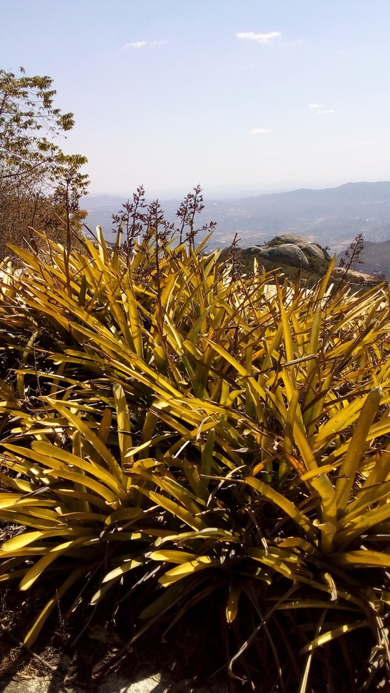 Aechmea emmerichiae photo 2