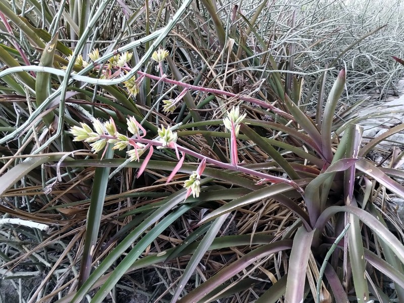 Aechmea emmerichiae photo 3