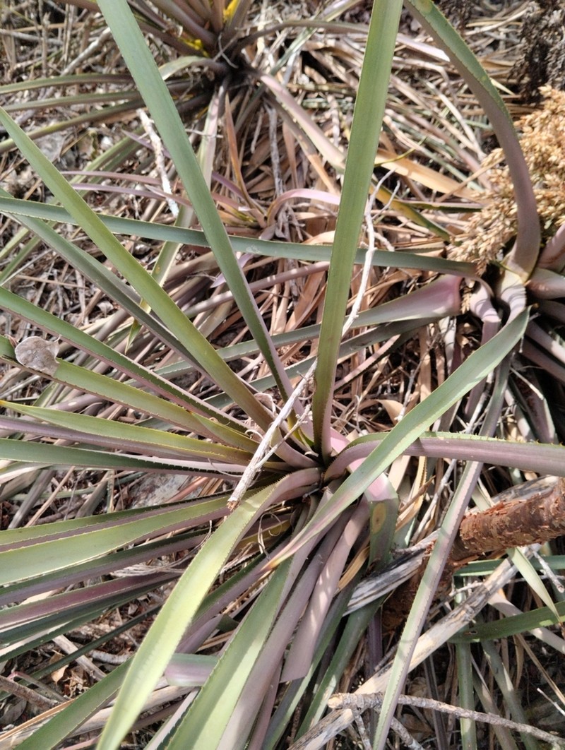 Aechmea emmerichiae photo 5