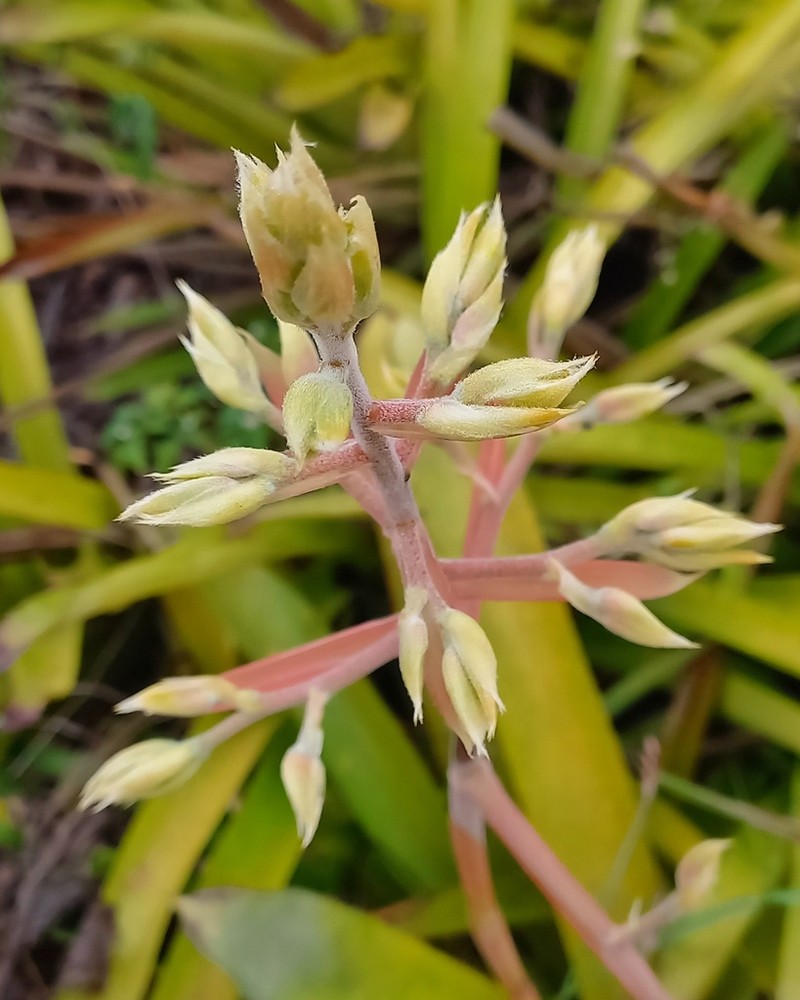 Aechmea emmerichiae photo 6