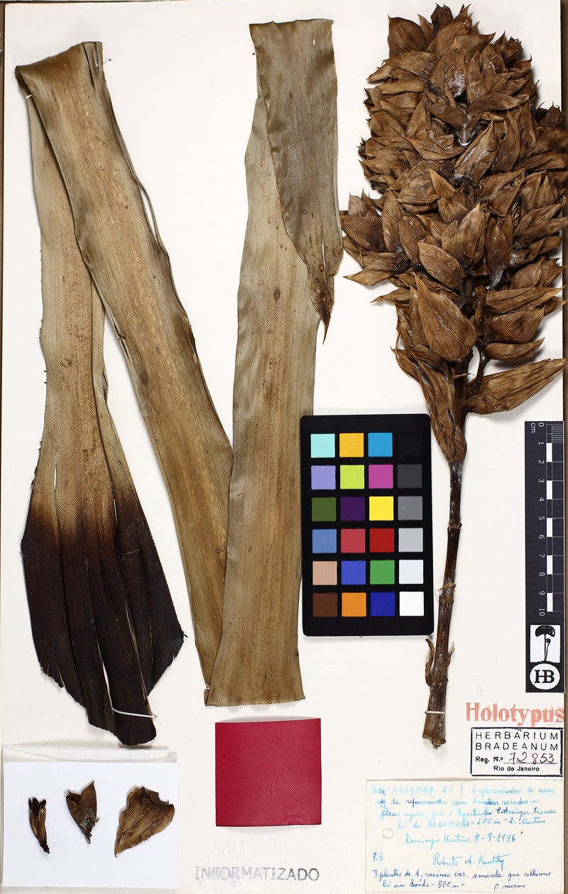 Aechmea entringeri photo 2