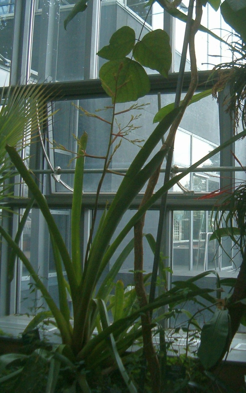 Aechmea eurycorymbus