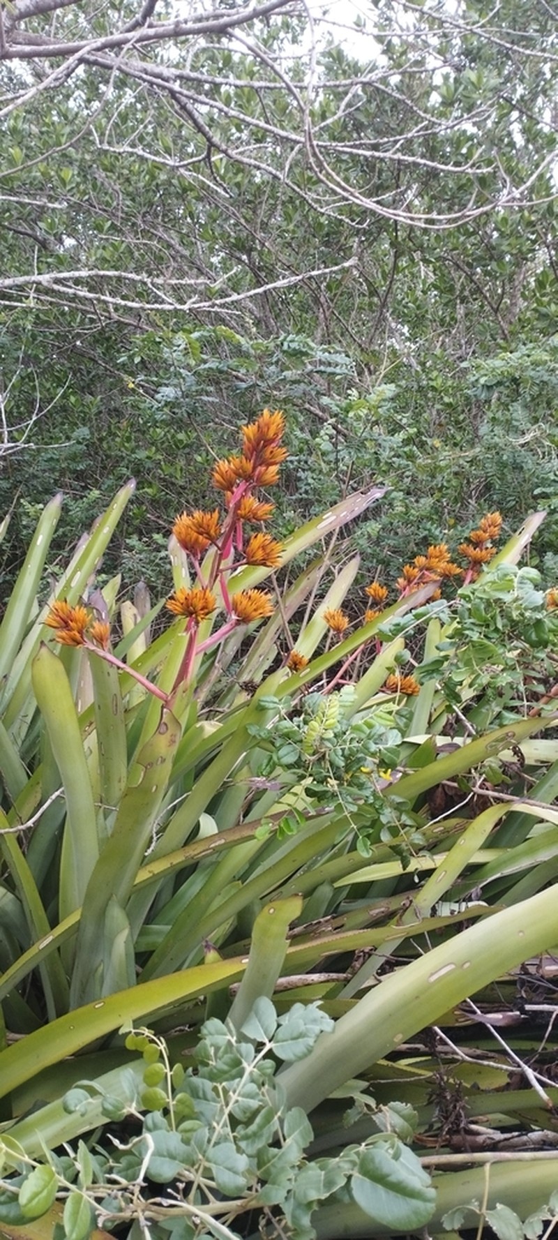 Aechmea eurycorymbus photo 2