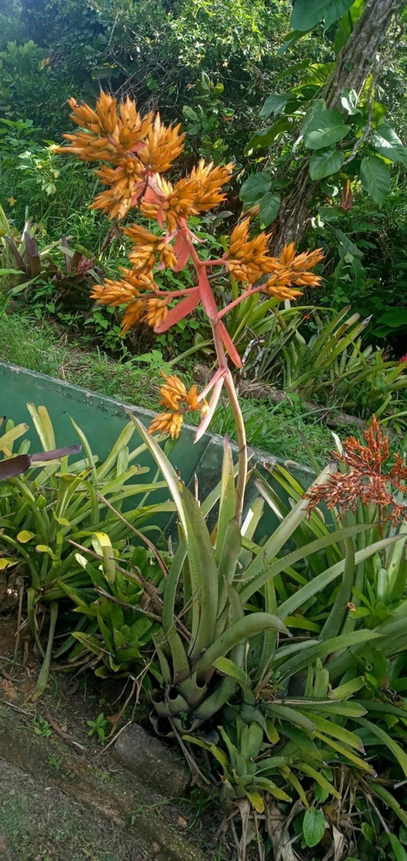 Aechmea eurycorymbus photo 3