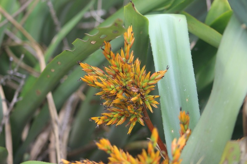 Aechmea eurycorymbus photo 4