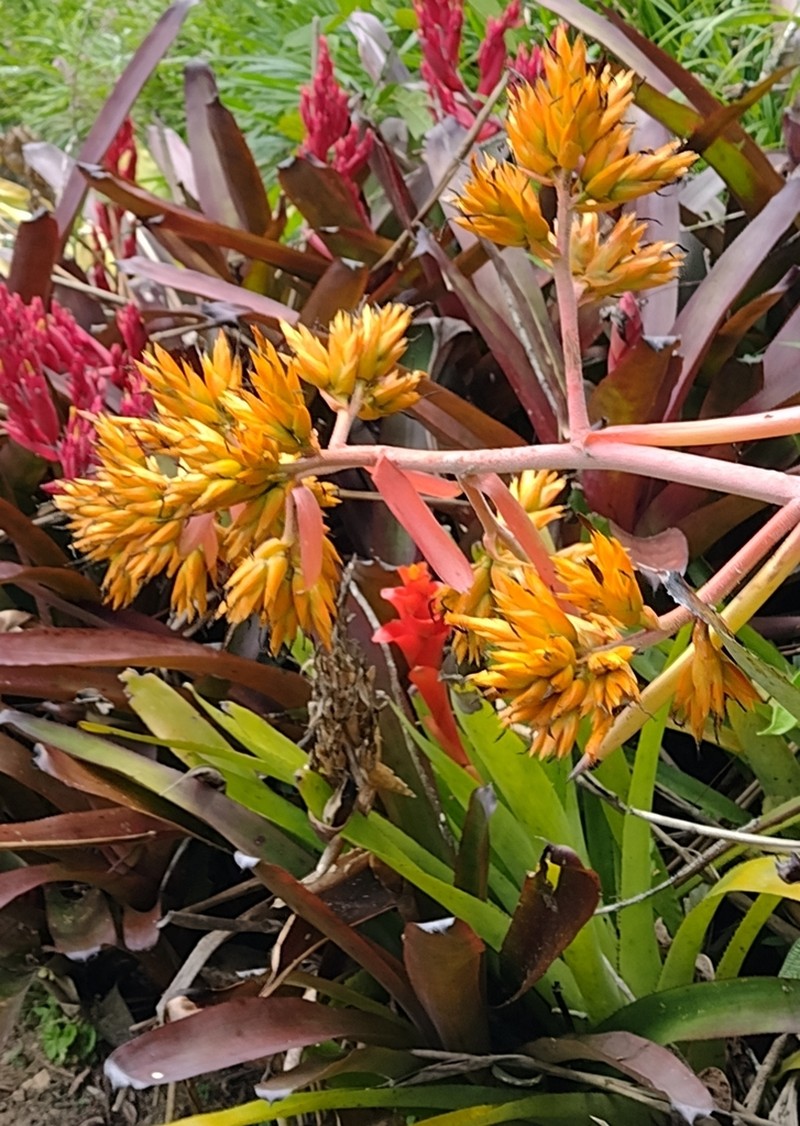 Aechmea eurycorymbus photo 5
