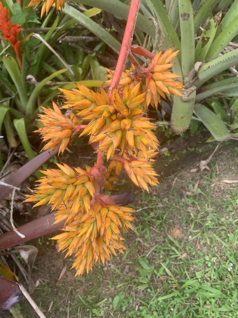 Aechmea eurycorymbus photo 6