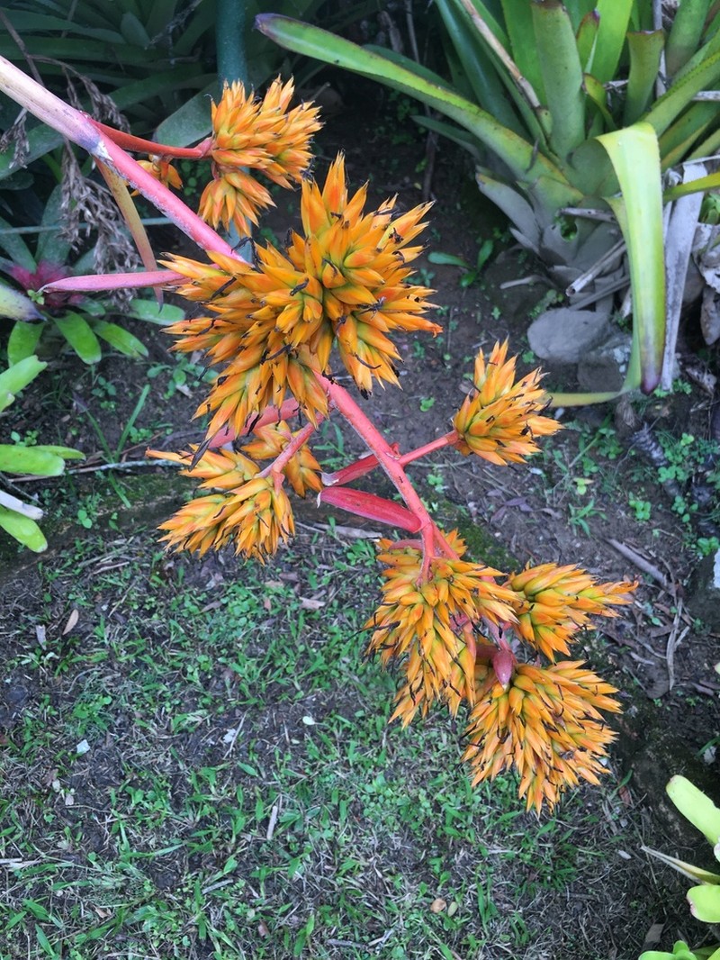 Aechmea eurycorymbus photo 7