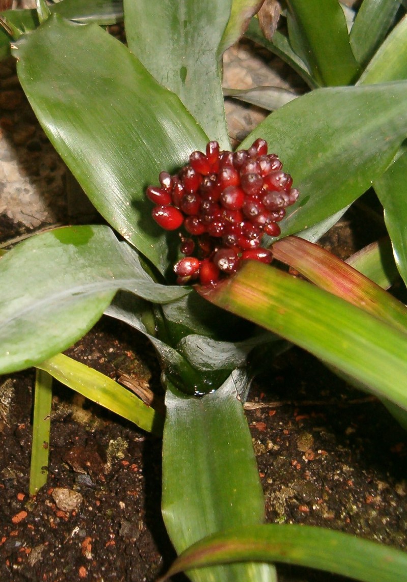 Aechmea farinosa
