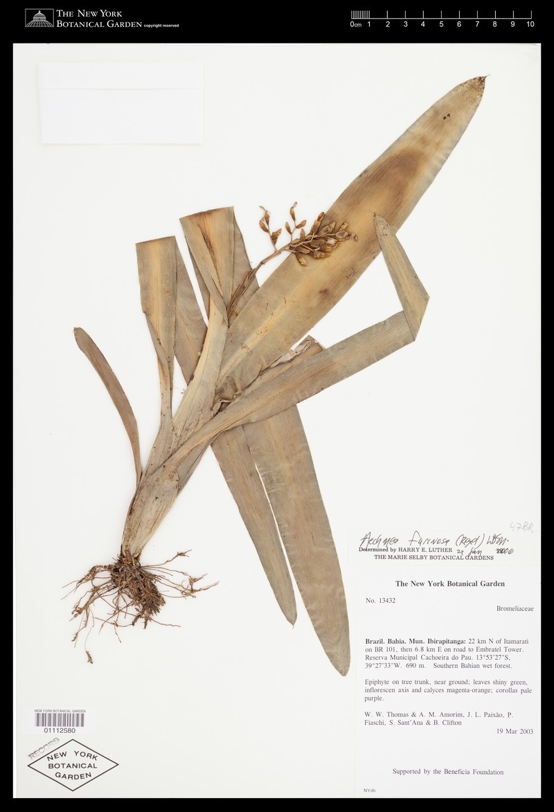 Aechmea farinosa photo 3