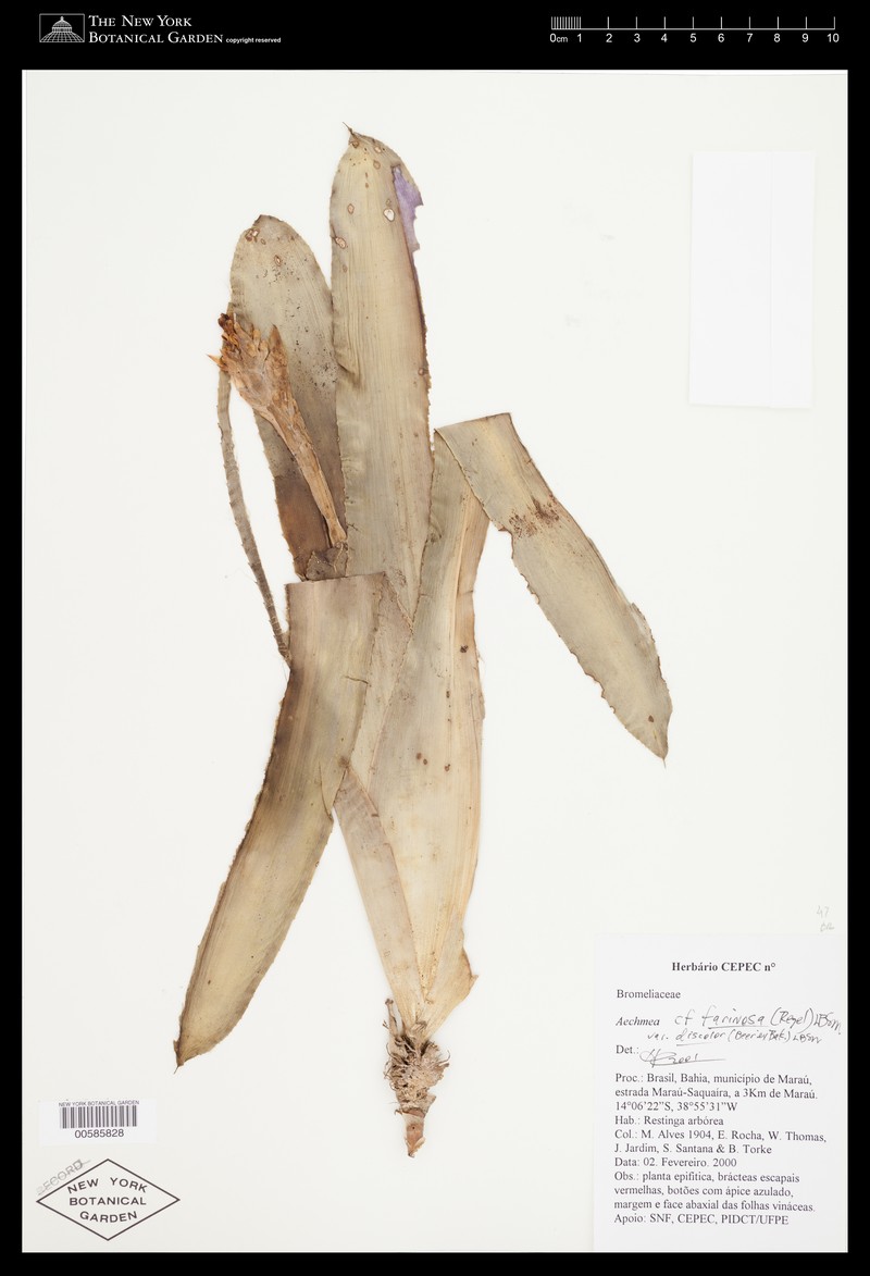 Aechmea farinosa photo 4