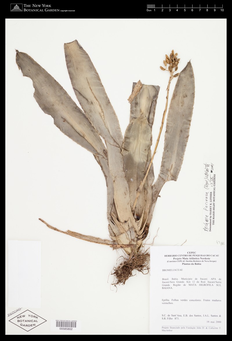 Aechmea farinosa photo 5