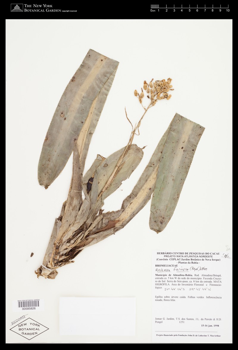 Aechmea farinosa photo 6
