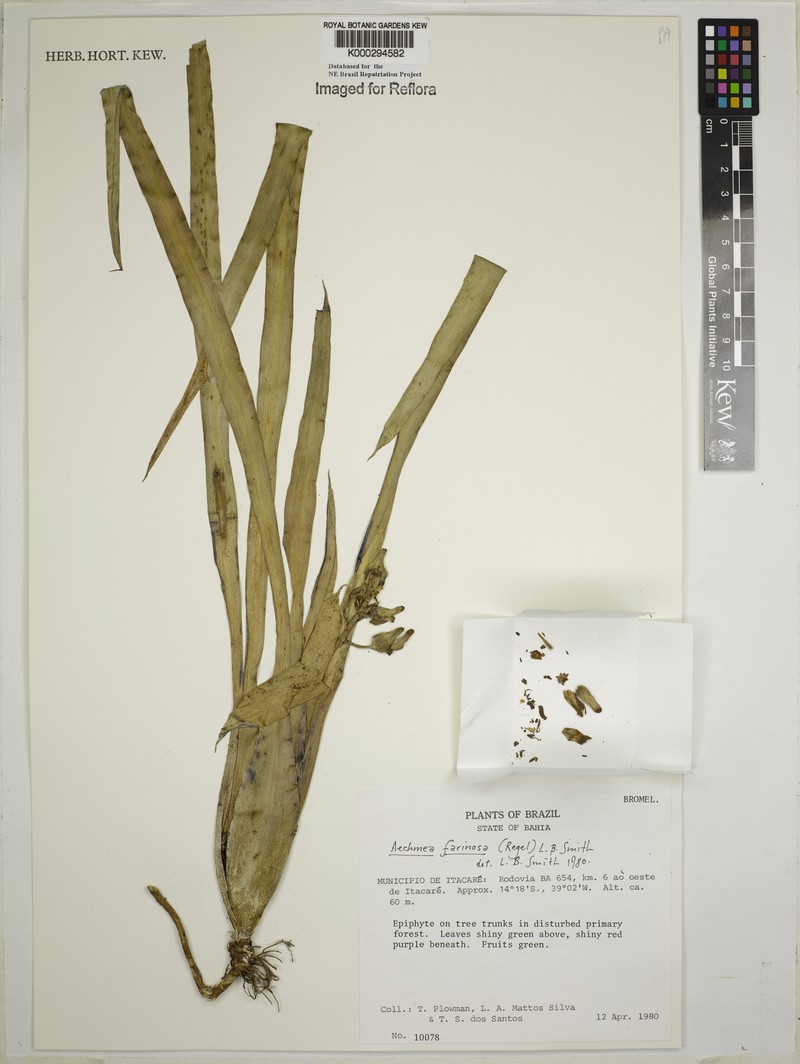 Aechmea farinosa photo 7