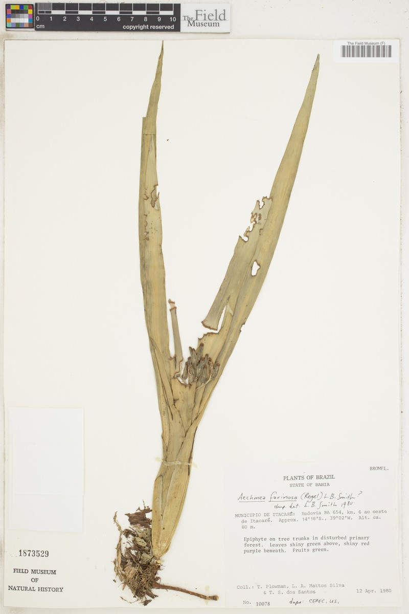 Aechmea farinosa photo 8