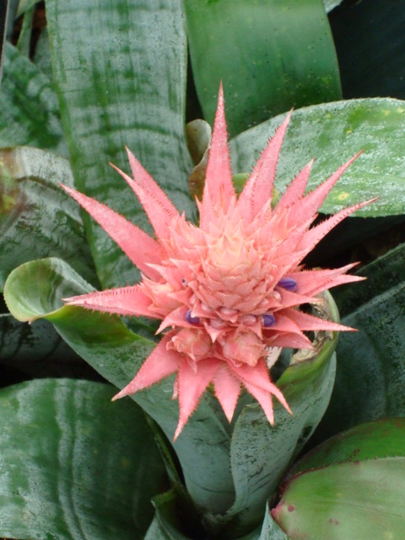 Urnplant photo 2
