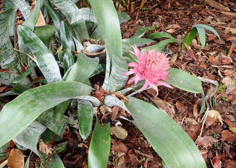 Urnplant photo 3