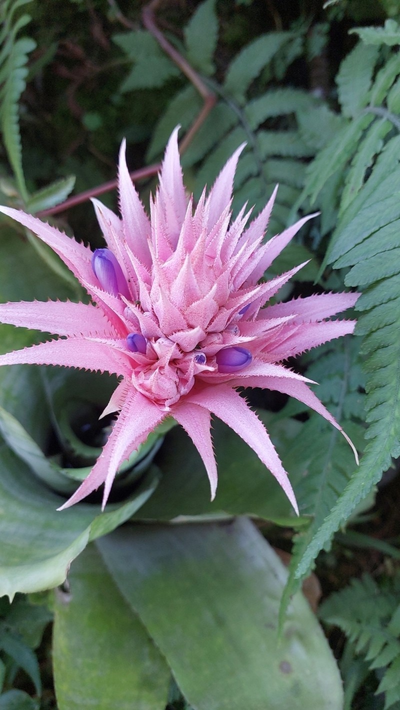 Urnplant photo 4