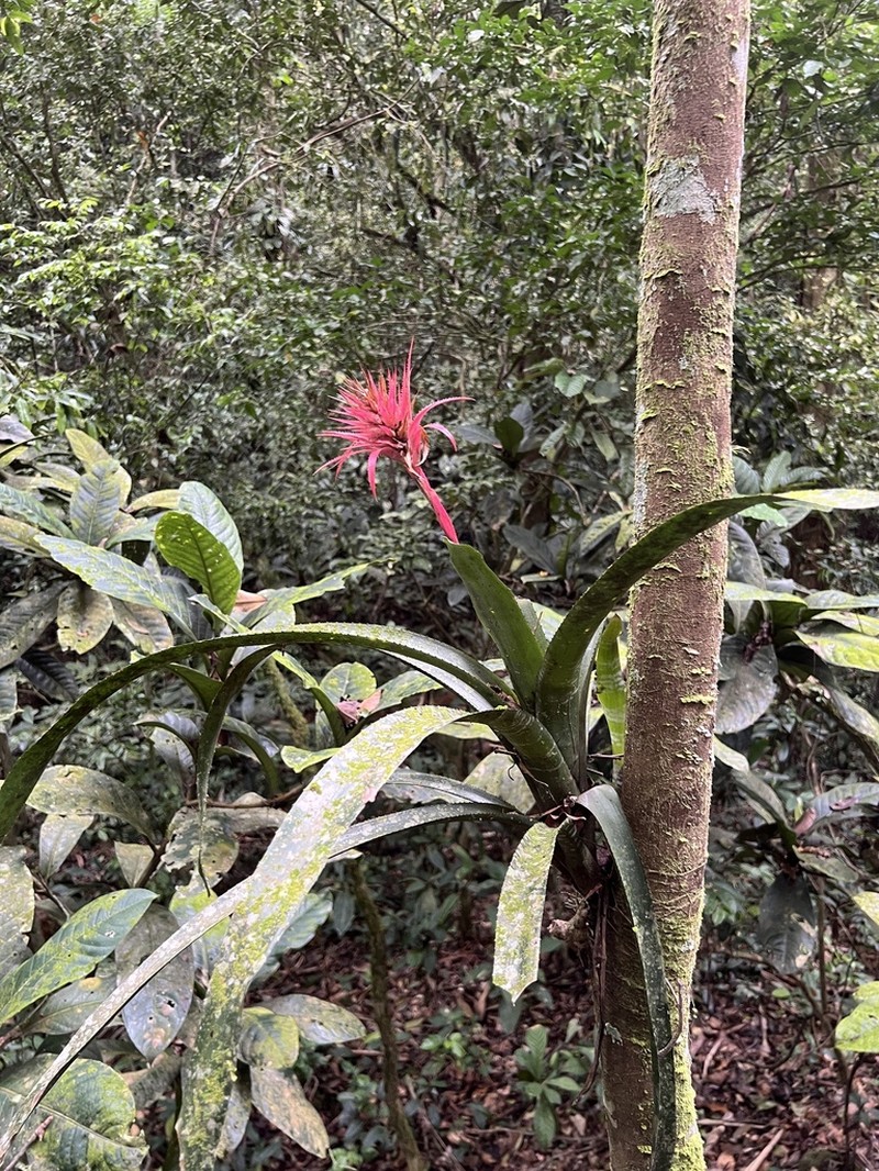 Urnplant photo 5