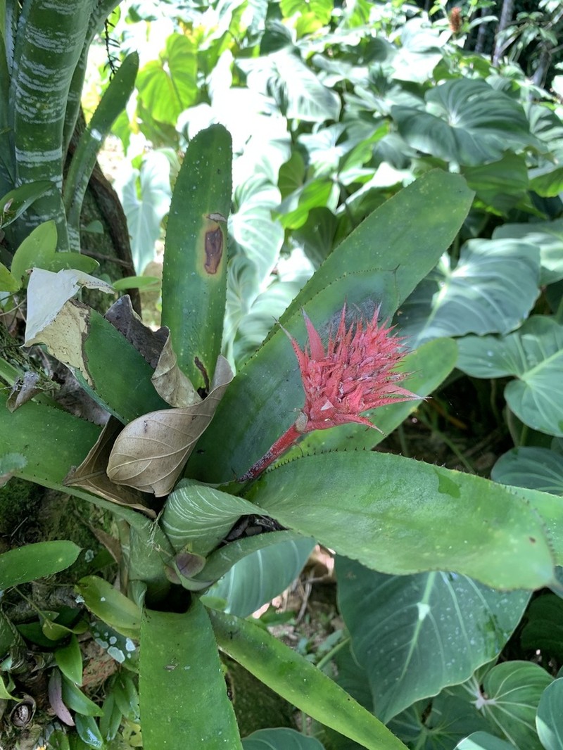 Urnplant photo 6