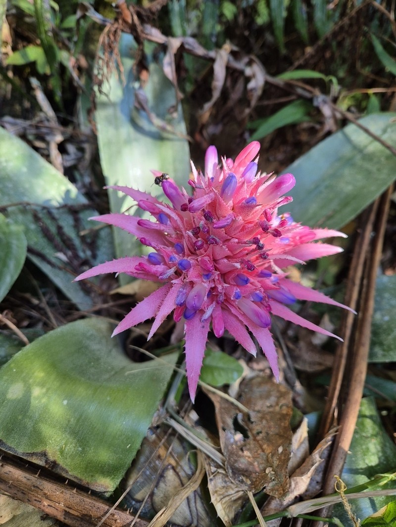 Urnplant photo 7
