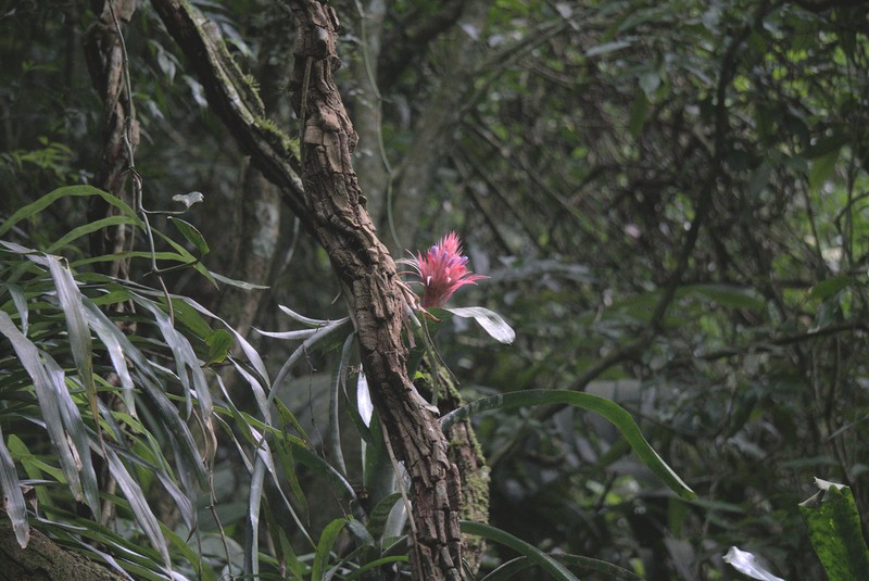 Urnplant photo 8
