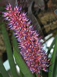 Aechmea fendleri