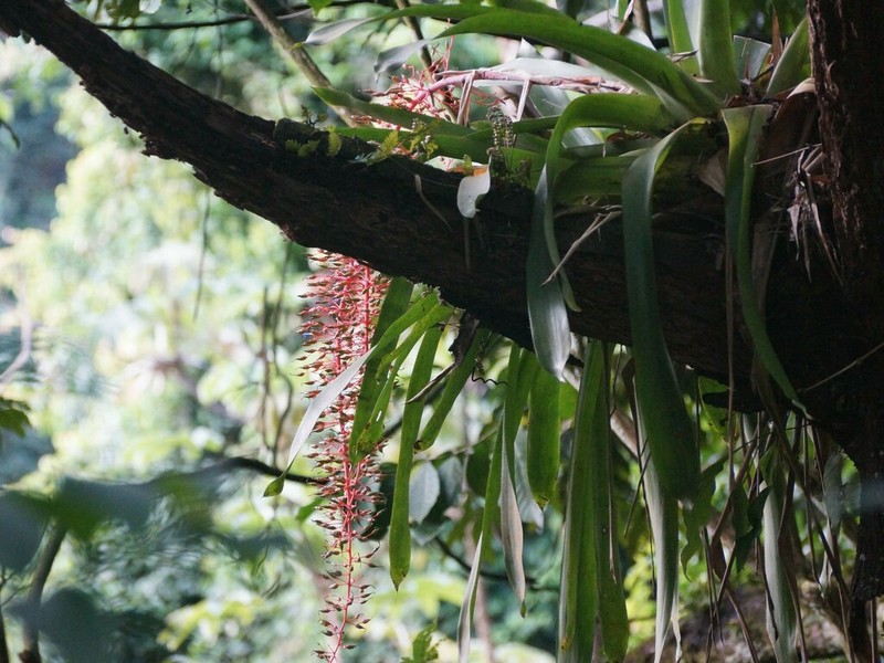 Aechmea fendleri photo 2