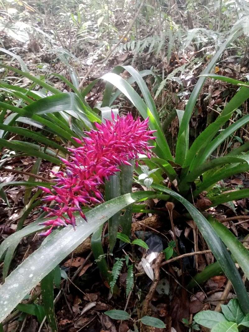 Aechmea fendleri photo 3