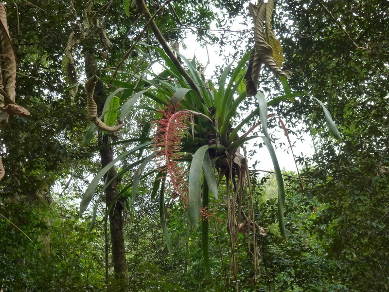 Aechmea fendleri photo 4