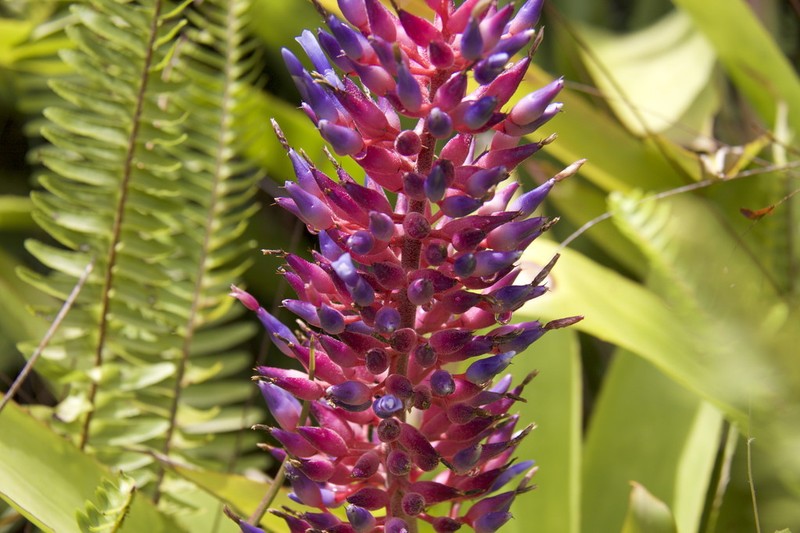 Aechmea fendleri photo 5