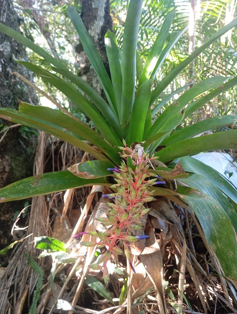 Aechmea fendleri photo 6