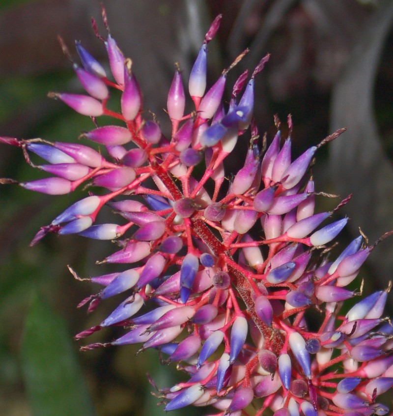 Aechmea fendleri photo 7