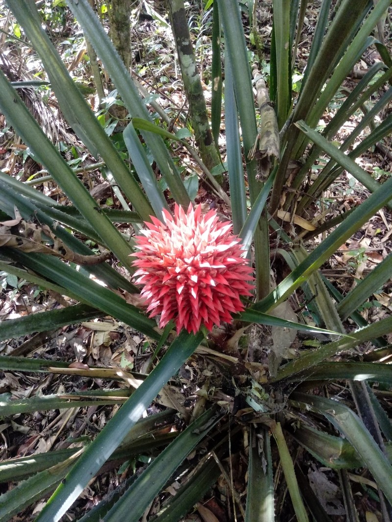 Aechmea fernandae photo 3