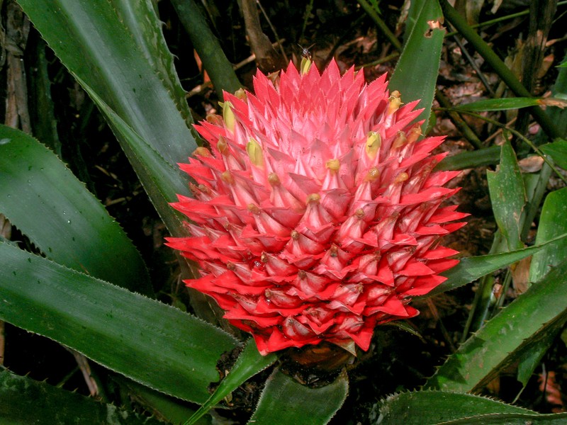 Aechmea fernandae photo 4