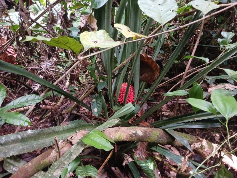 Aechmea fernandae photo 6