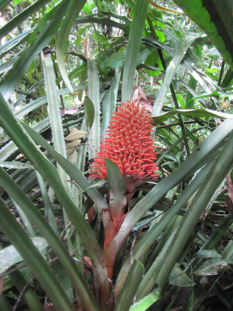 Aechmea fernandae photo 7